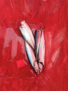 Mackerel