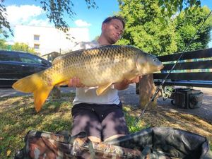 Common Carp
