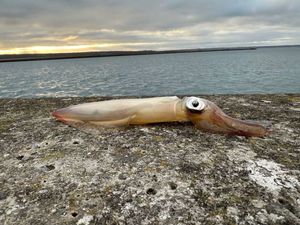 European Squid