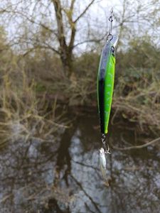 Common Minnow