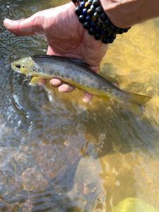 Brown Trout