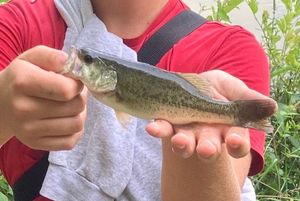 Smallmouth Bass