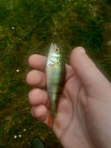 European Perch