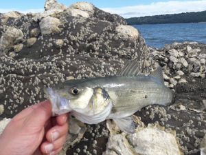 European Bass (Seabass)