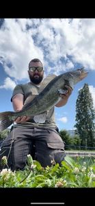 Zander