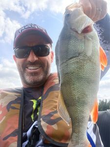 European Perch