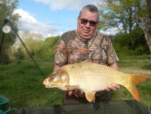 Common Carp