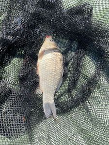 Crucian Carp