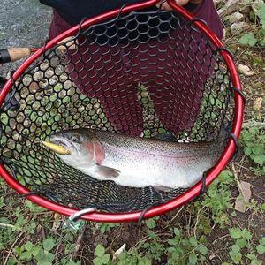 Rainbow Trout
