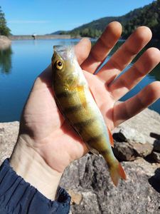 European Perch