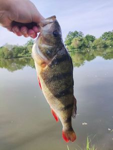 European Perch