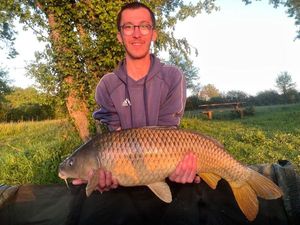 Common Carp