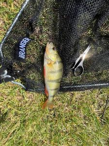European Perch