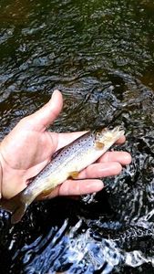 Brown Trout