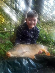 Common Carp