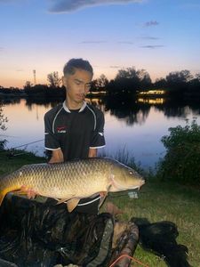 Silver Carp