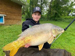 Mirror Carp