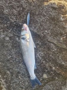 European Bass (Seabass)