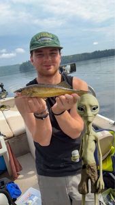 Walleye