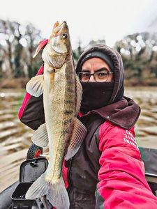 Zander