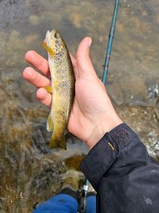 Brown Trout