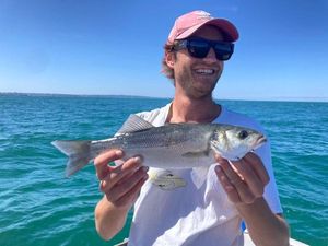 European Bass (Seabass)