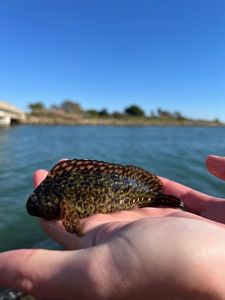 Rusty Blenny