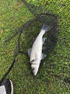European Bass (Seabass)