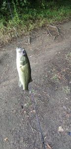 Largemouth Bass