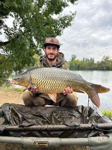 Common Carp caught by Koala fishing