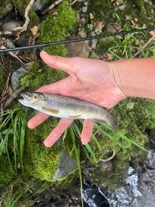 Brown Trout