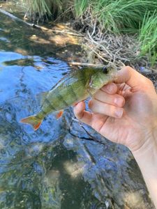 European Perch