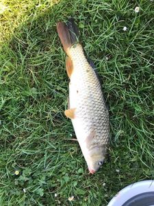 Common Carp