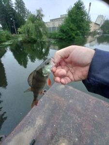 European Perch