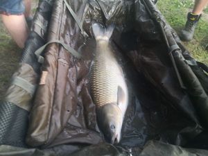 Grass Carp
