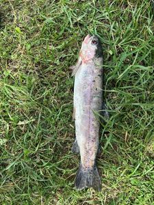Rainbow Trout