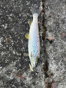 Brown Trout