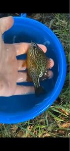 Green Sunfish