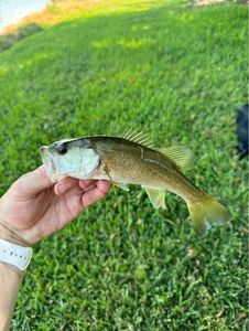 Largemouth Bass