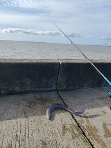 Conger
