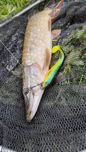 Northern Pike catturato da Romain 🎣