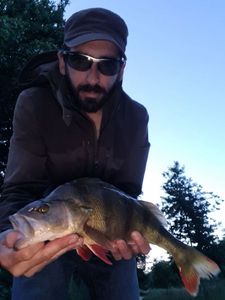 European Perch