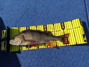European Perch