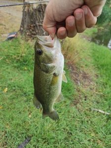 Largemouth Bass