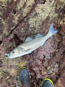 European Bass (Seabass)