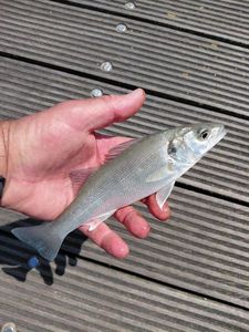European Bass (Seabass)