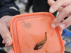 Inconnu (Sheefish)