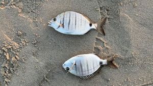 White Seabream