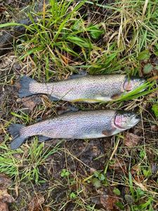 Rainbow Trout