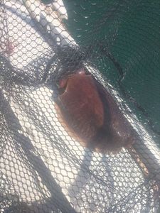 Common Cuttlefish
